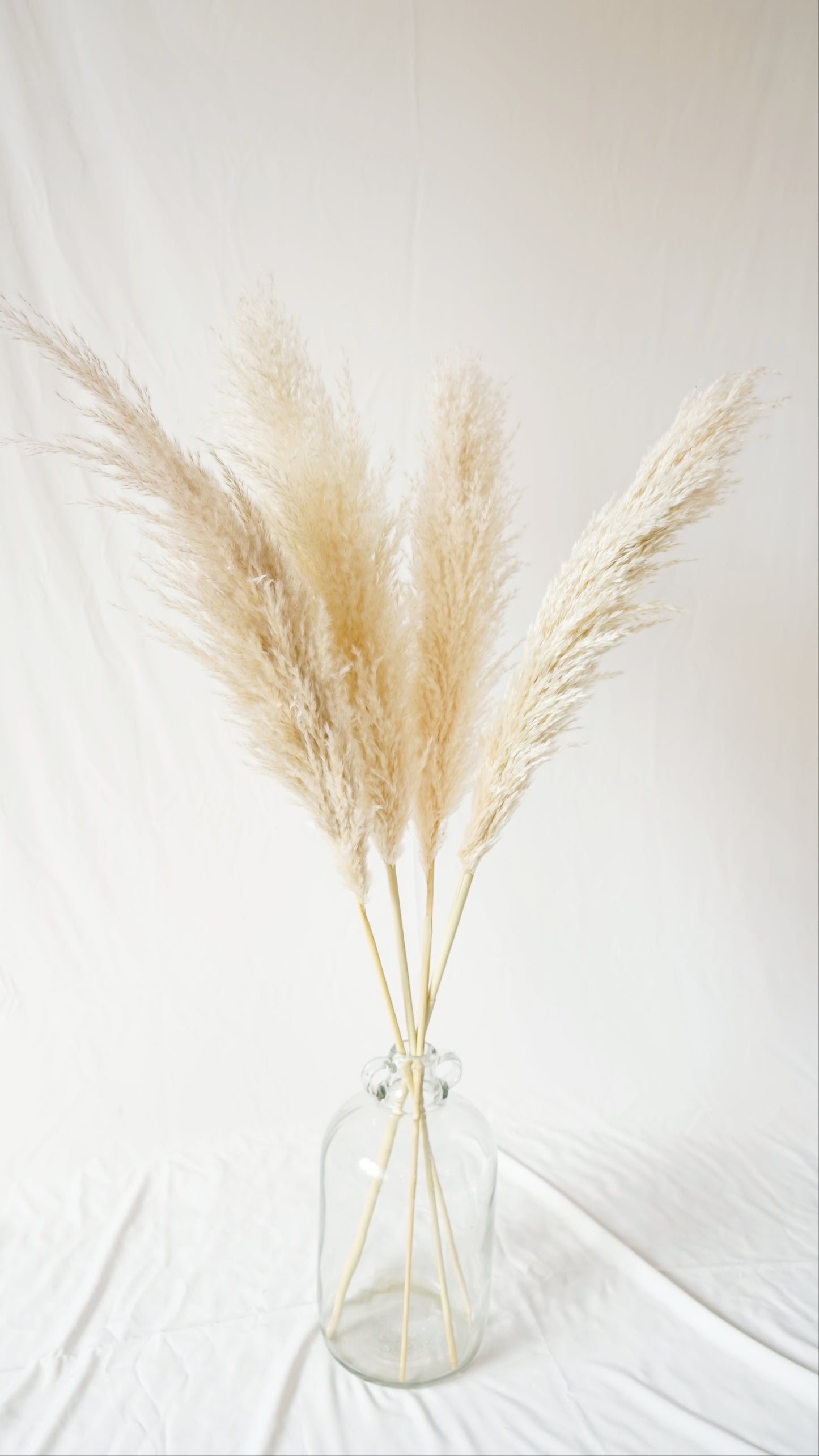 Fluffy Pampas Grass Stem(s)