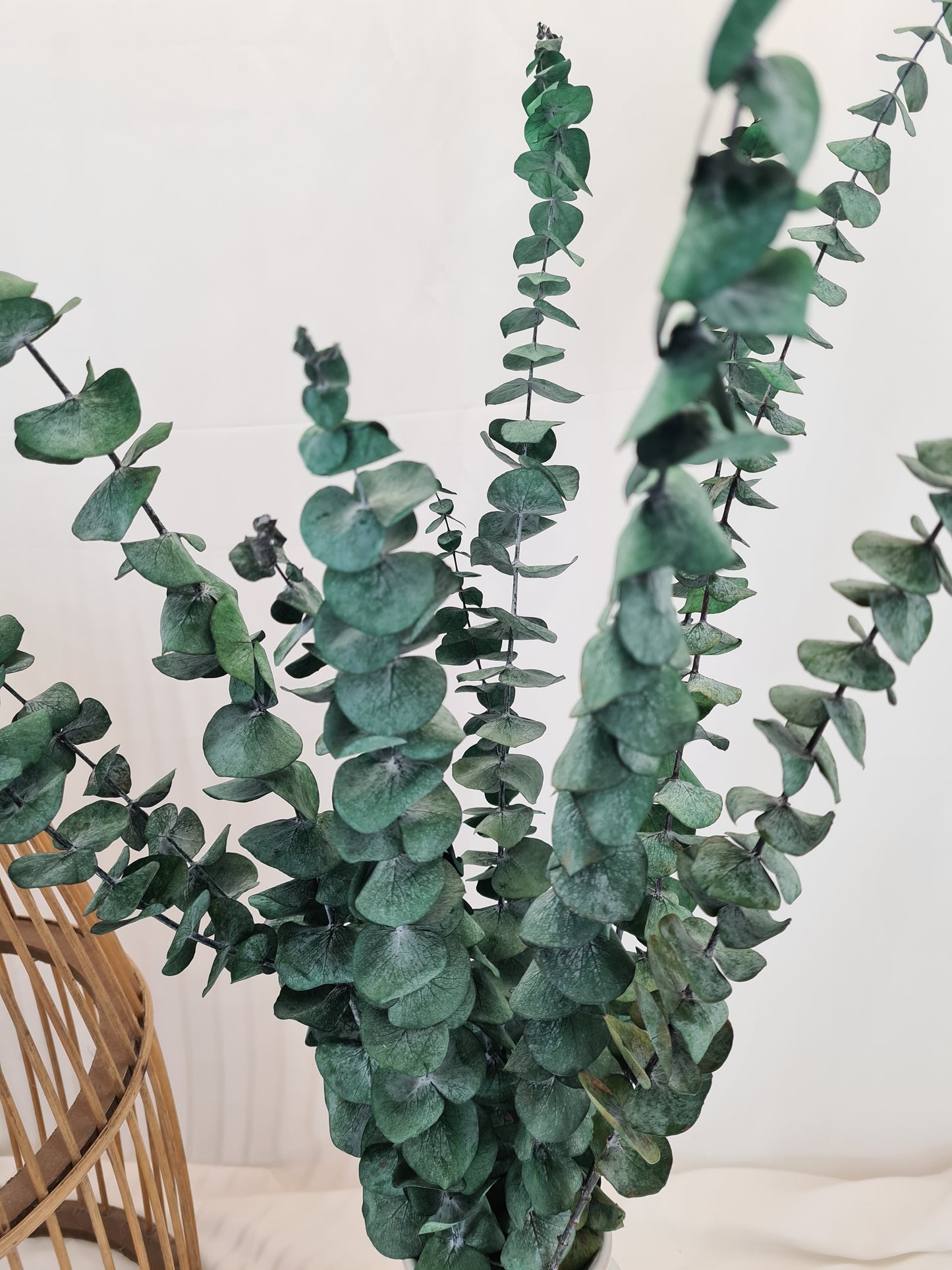 Green 'Baby Blue' Preserved Eucalyptus Bunch