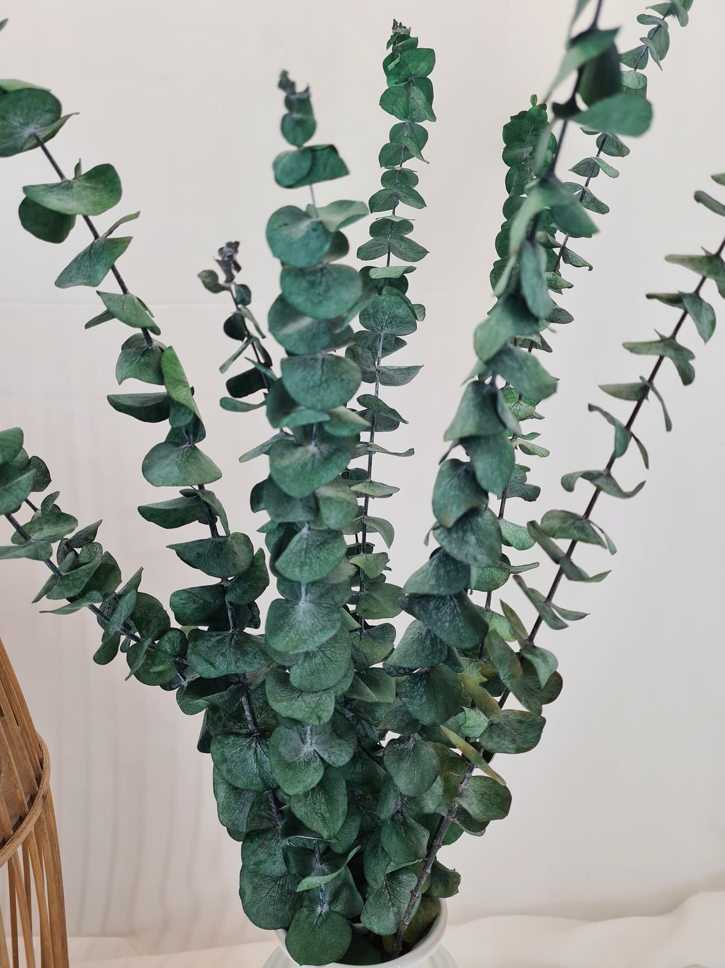 Green 'Baby Blue' Preserved Eucalyptus Bunch
