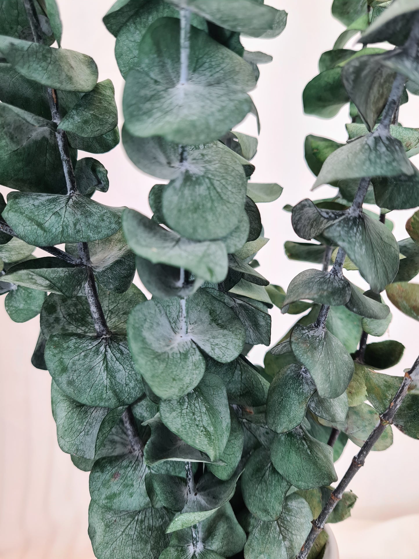 Green 'Baby Blue' Preserved Eucalyptus Bunch