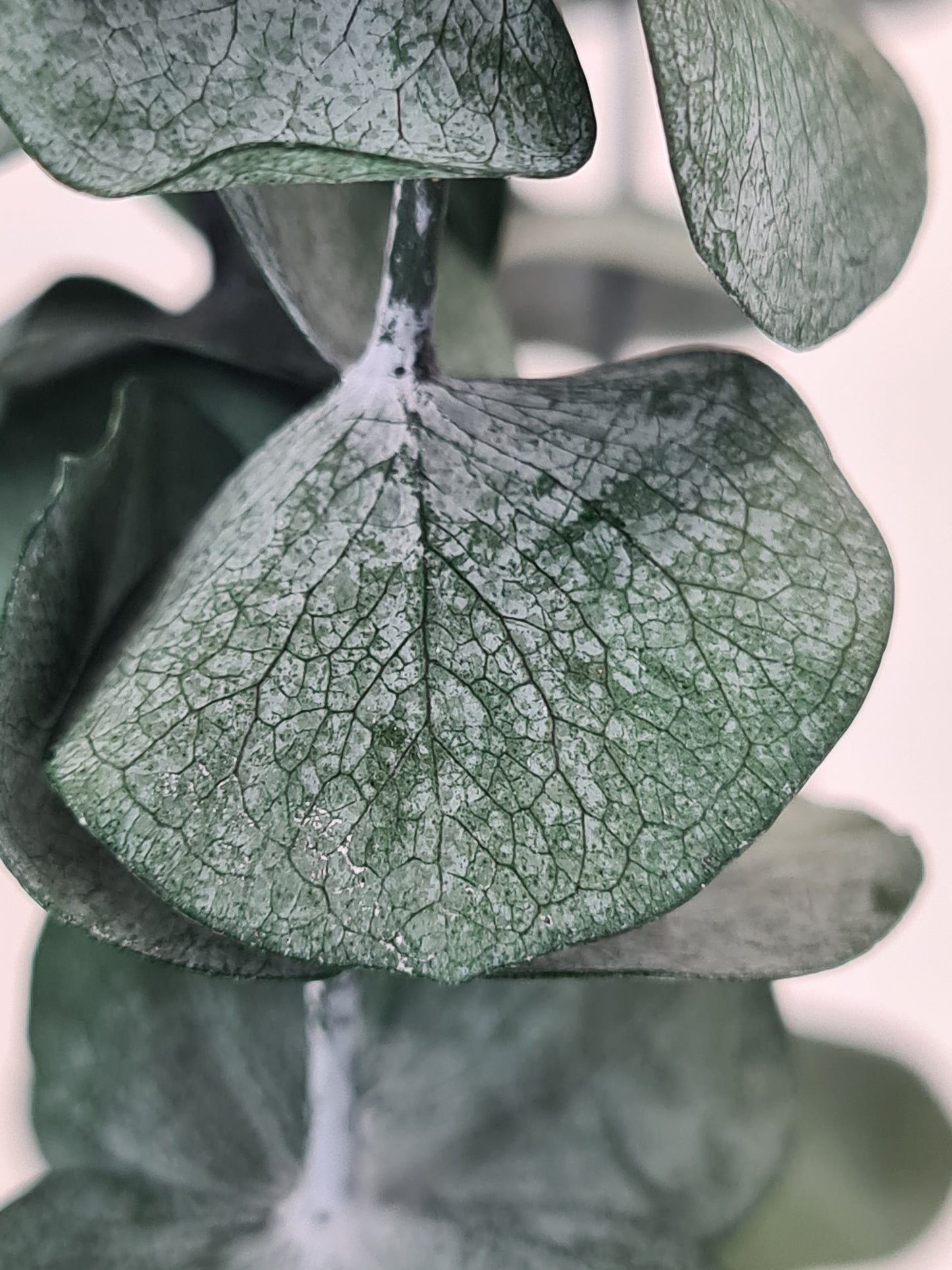 Green 'Baby Blue' Preserved Eucalyptus Bunch