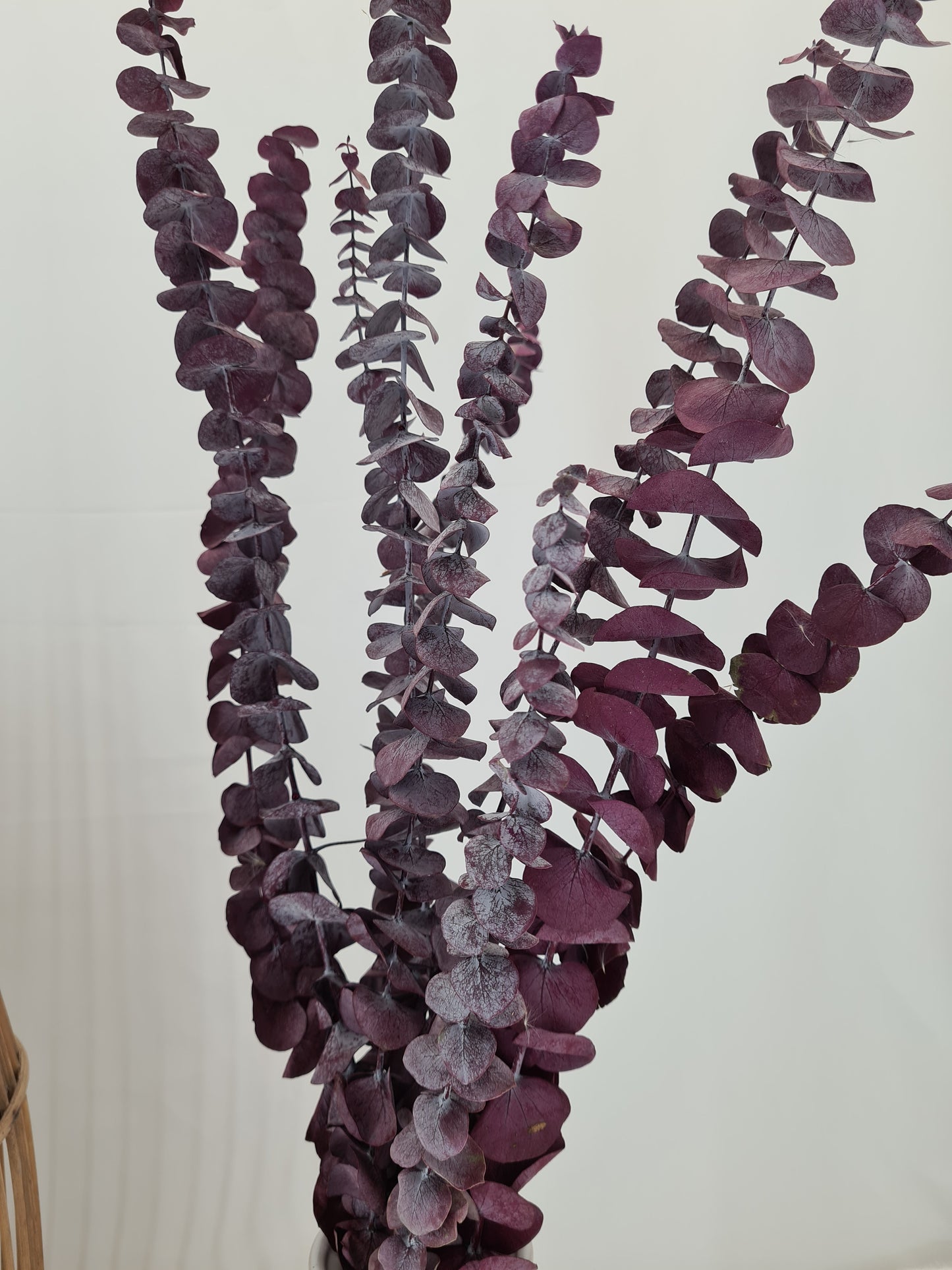 Red 'Baby Blue' Preserved Eucalyptus Bunch