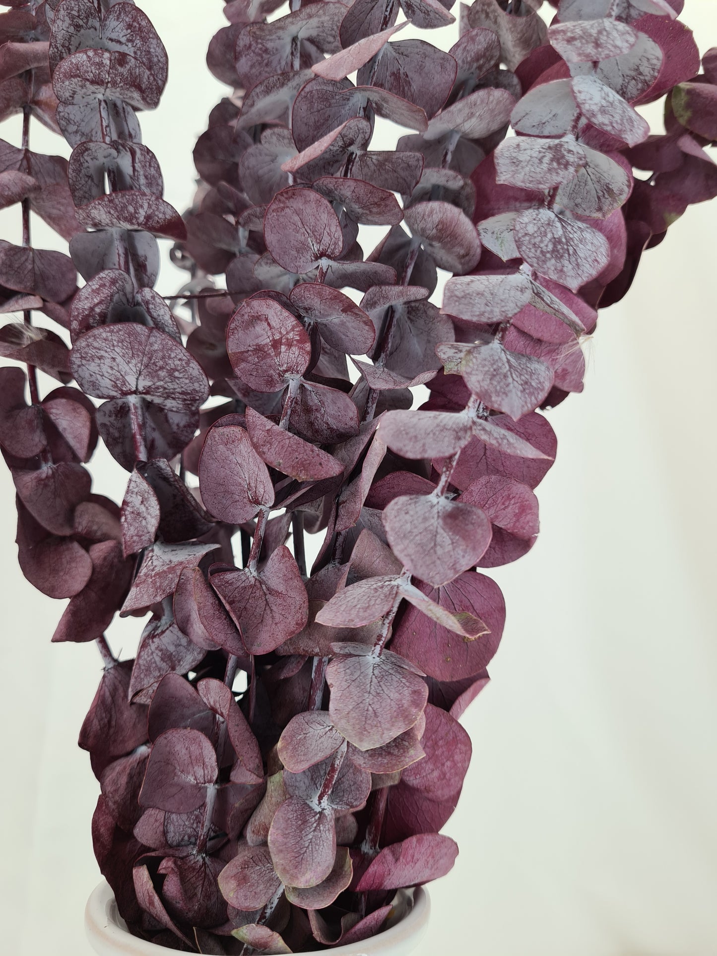 Red 'Baby Blue' Preserved Eucalyptus Bunch