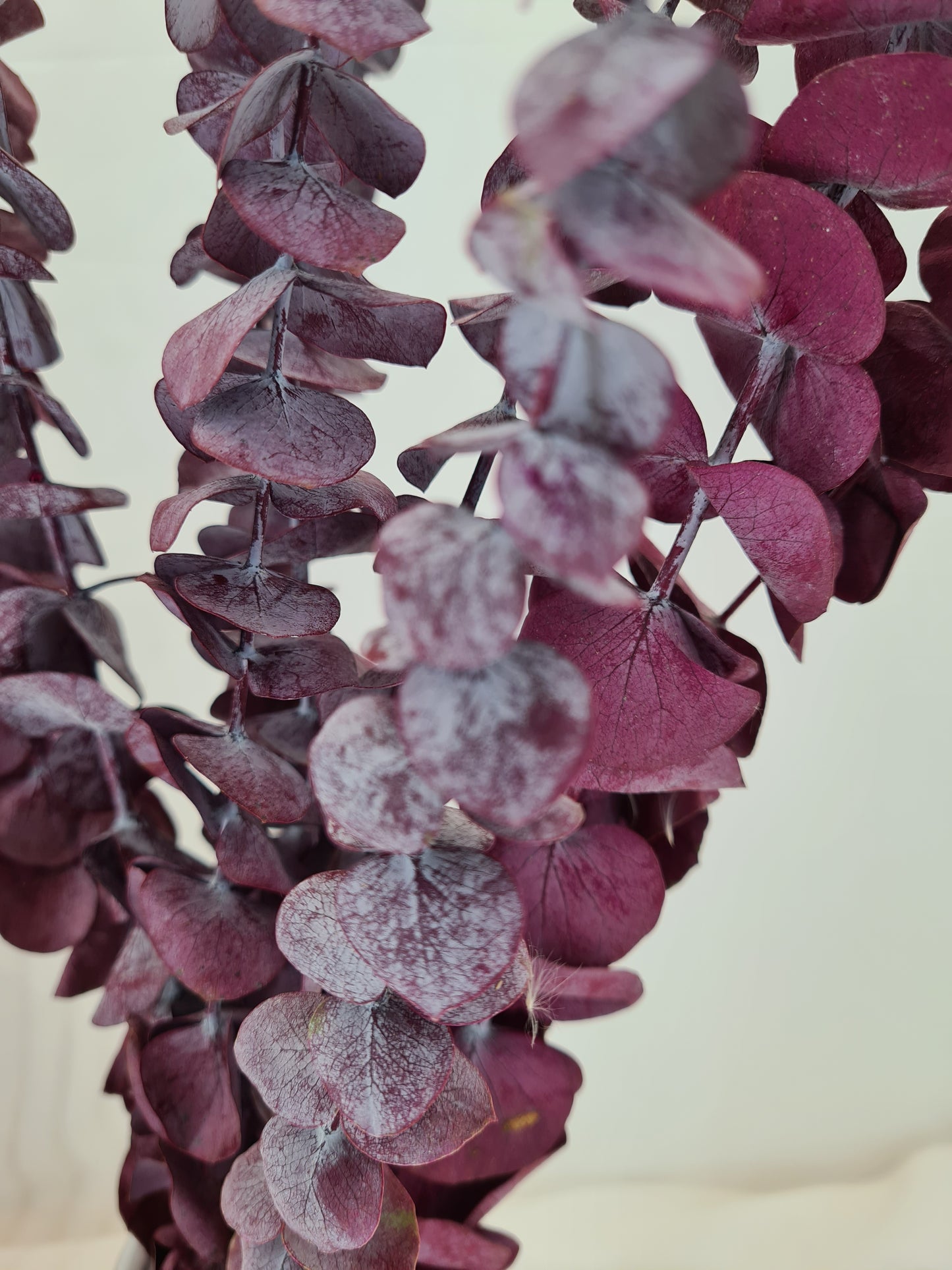 Red 'Baby Blue' Preserved Eucalyptus Bunch
