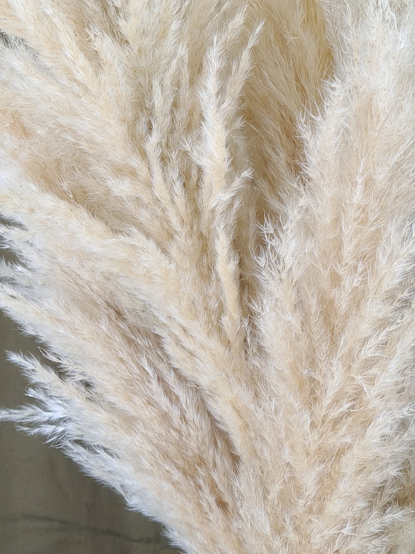Fluffy Pampas Grass Stem(s)
