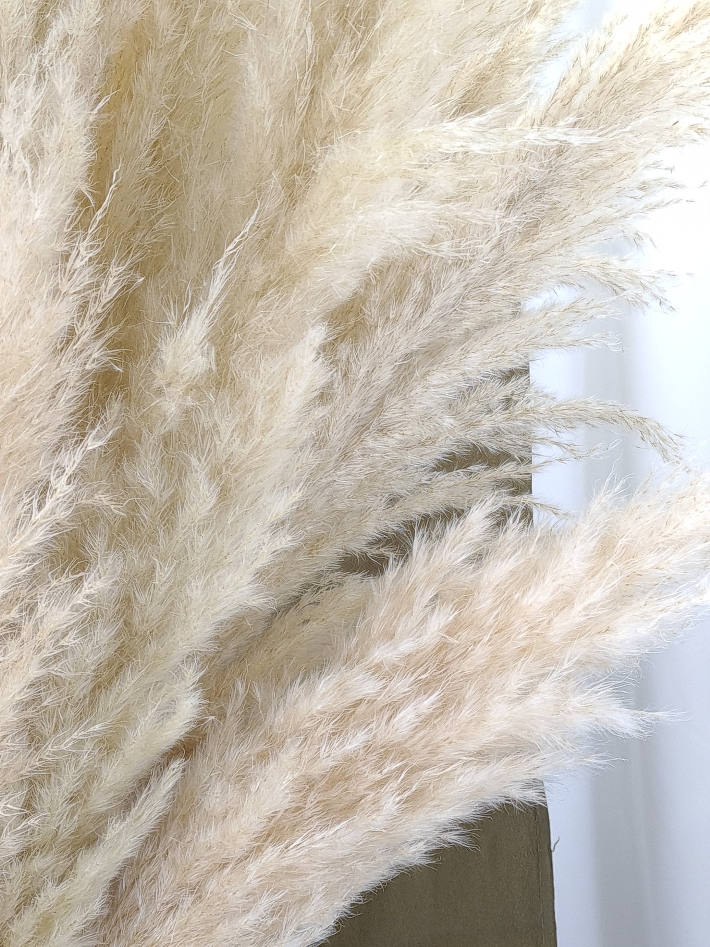 Fluffy Pampas Grass Stem(s)