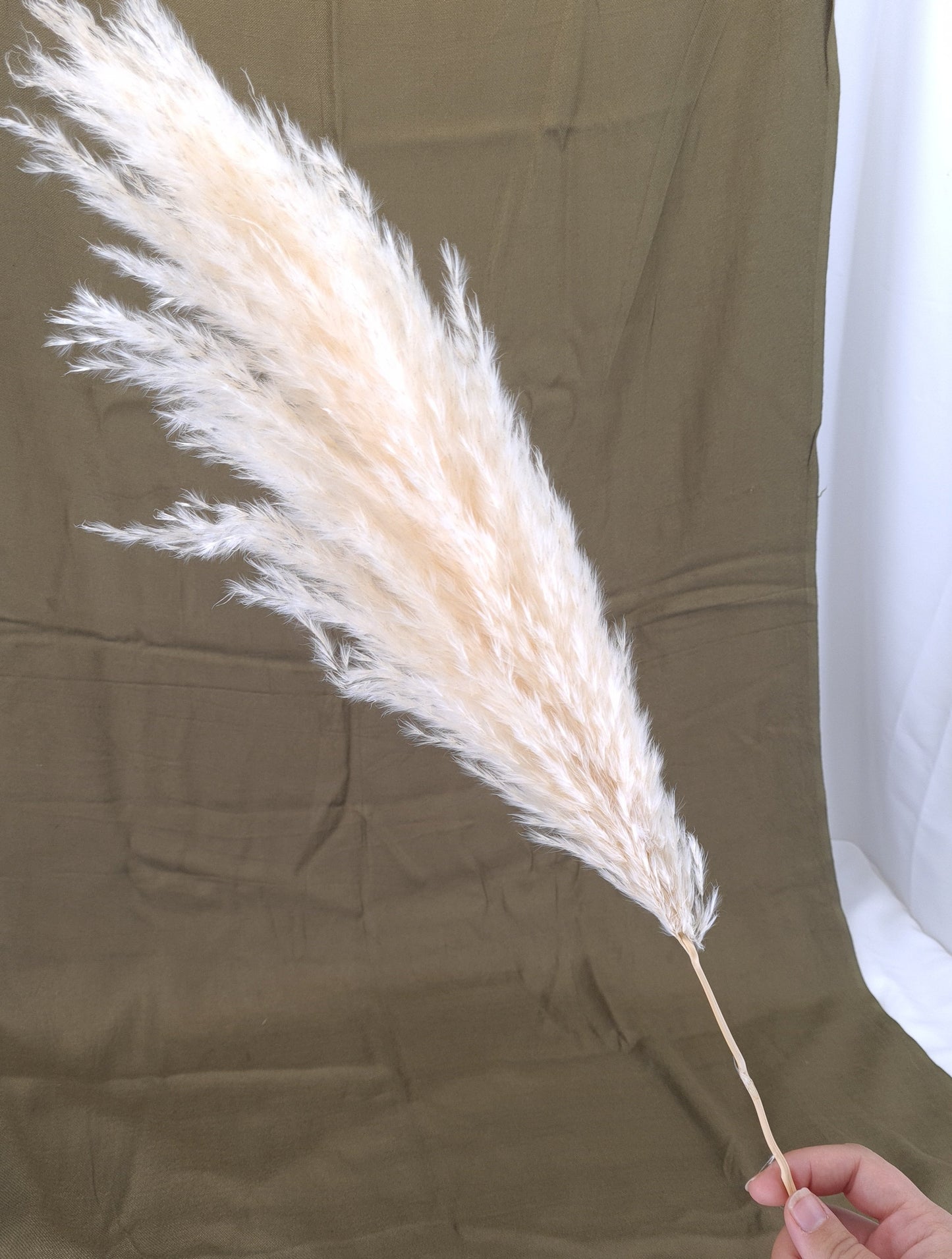 Fluffy Pampas Grass Stem(s)