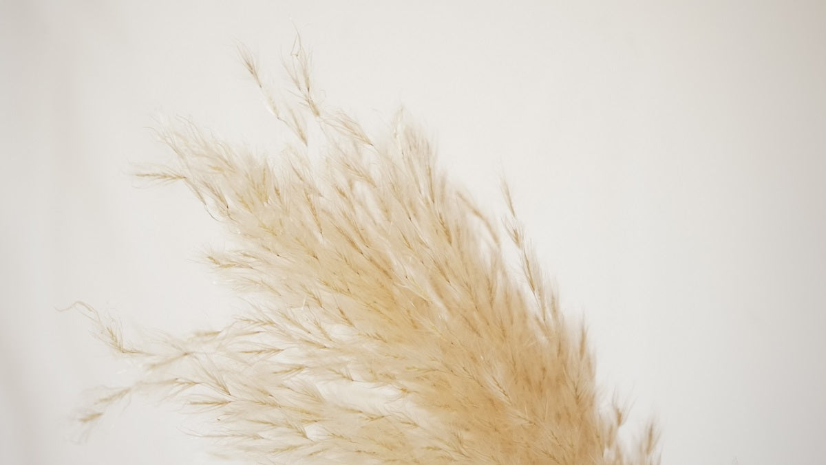 Fluffy Pampas Grass Stem(s)