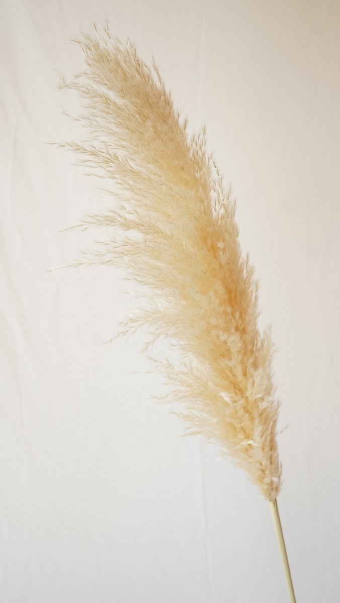 Fluffy Pampas Grass Stem(s)
