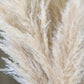 Fluffy Pampas Grass Stem(s)